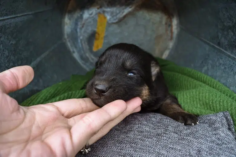 Haly and Jericho Black & Tan Male German Shephard Puppies For Sale