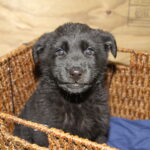 Black German Shepherd Puppies for Sale | SmithFarms