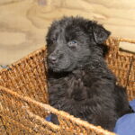 Black German Shepherd Puppies for Sale » SmithFarms